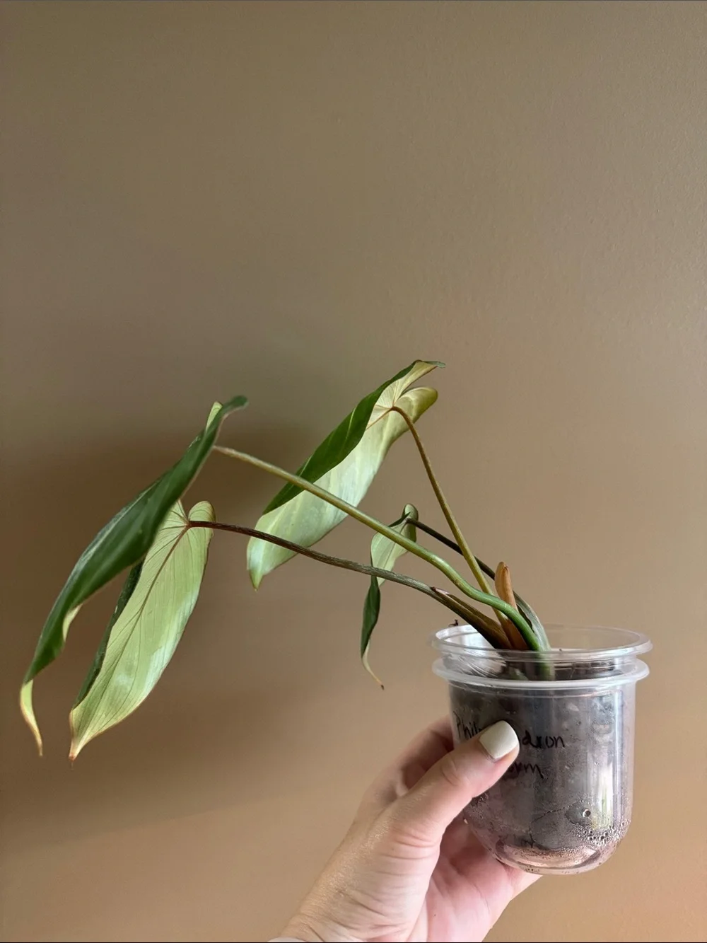 Philodendron Gloriosum Rooted plant🪴